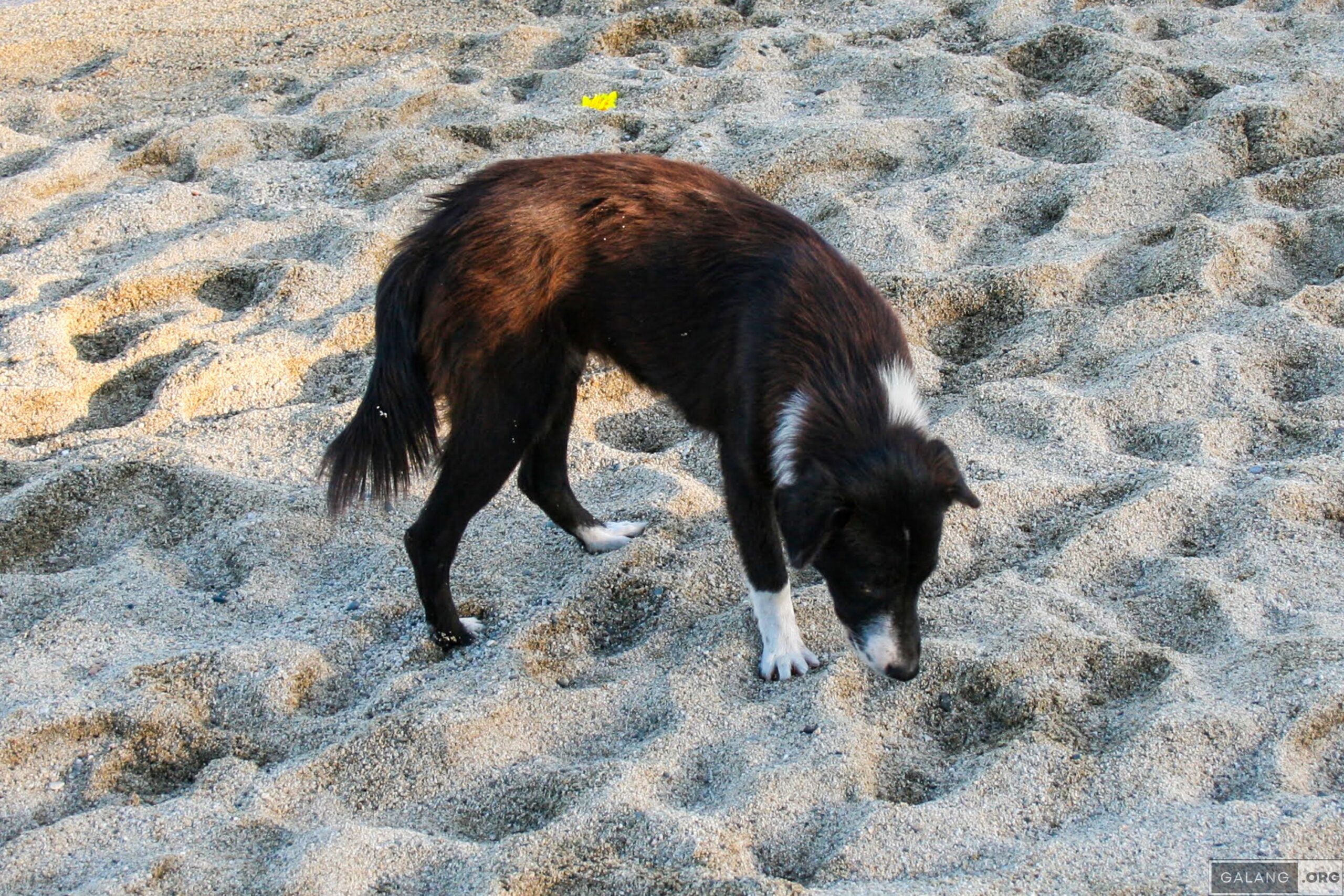 Beach doggo preparing to lie on the sand.